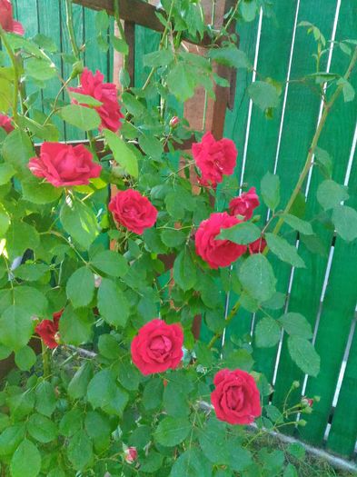 P_20160522_093152[1]