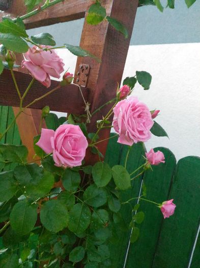 P_20160522_093205[1]