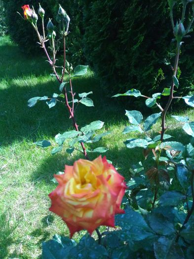 P_20160522_100956[1]