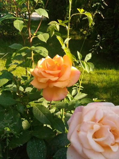 P_20160522_101015[1]