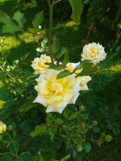 P_20160522_101043[1]