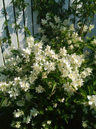 P_20160522_101057[1]