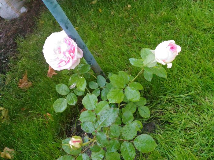 P_20160522_104557[1]