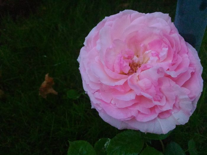 P_20160522_104639[1]