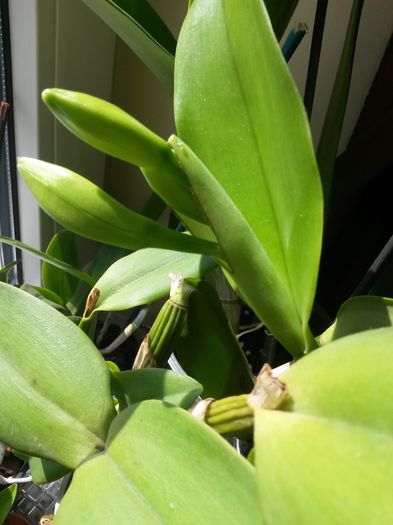 cattleya alba 2 2016.05.21