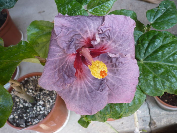 Confederate Heart - HIBISCUSI 2016-2