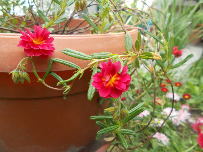 DSCN4813 - Gradina mea 2016