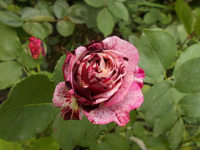 DSCN4695 - Gradina mea 2016