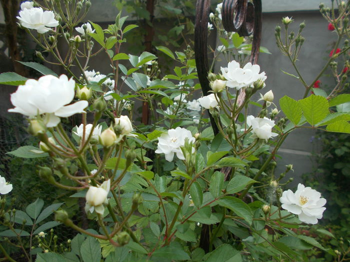 DSCN4815 - Gradina mea 2016