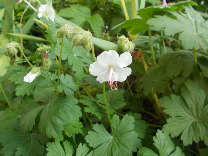 DSCN4823 - Gradina mea 2016