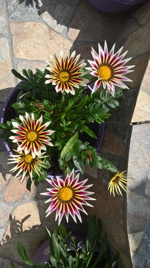 WP_20160520_14_16_56_Pro - Gazania 2016