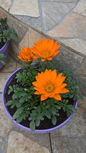 WP_20160520_14_16_48_Pro - Gazania 2016