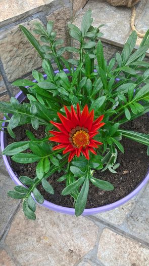 WP_20160515_12_23_43_Pro_LI - Gazania 2016