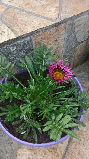 WP_20160515_12_23_39_Pro_LI - Gazania 2016