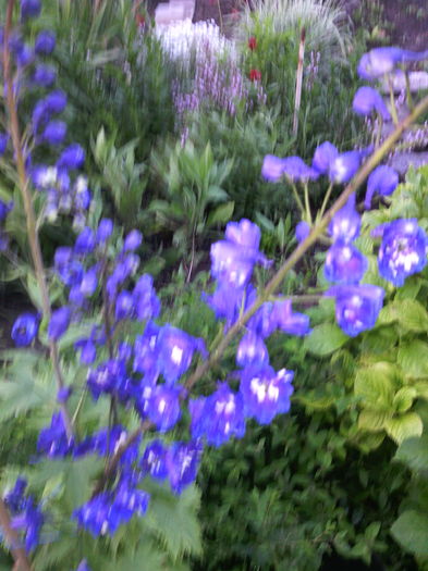 Nemtisor peren - 01-Flori din curtea mea 2016