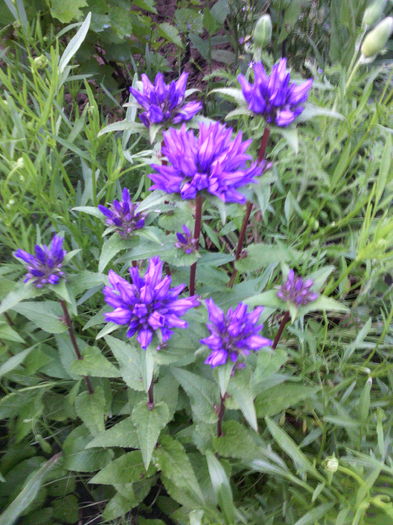 Campanula glomerata - 01-Flori din curtea mea 2016