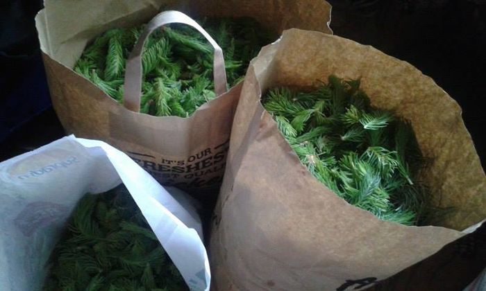 13275804_1268942553134288_1808182106_n