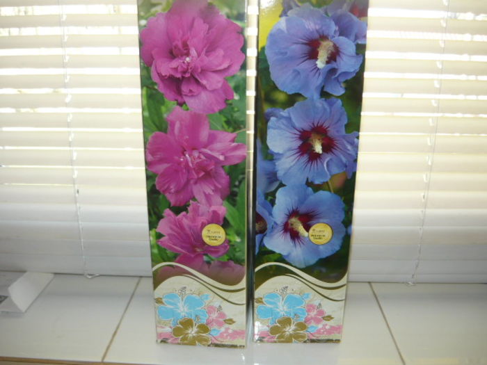 achizitie  hibiscusi; unul cu flori duble si celalalt albastru simplu
