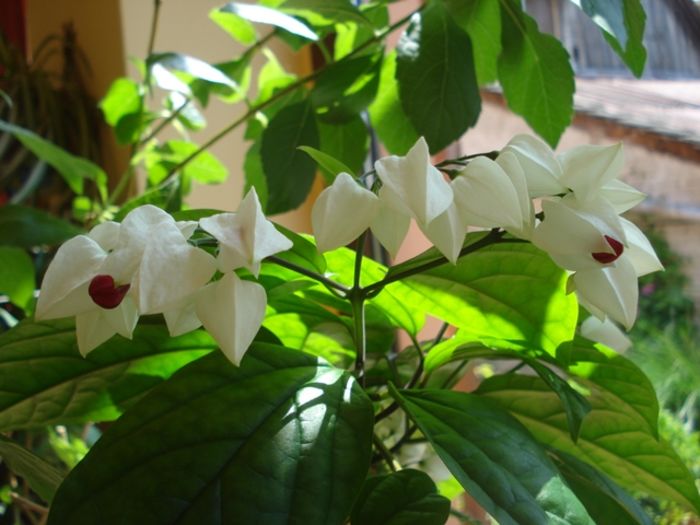 se intrevede ceva (1) - clerodendron thomsoniae