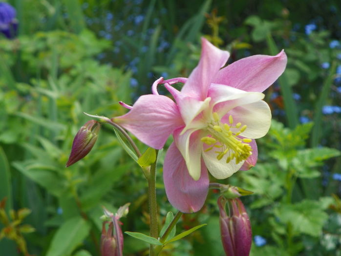 22 mai (5) - Aquilegia 2016