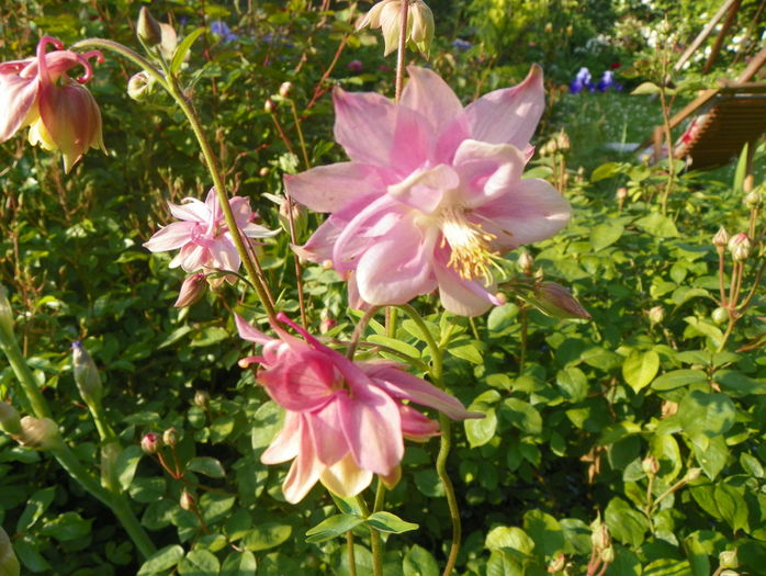 22 mai (17) - Aquilegia 2016