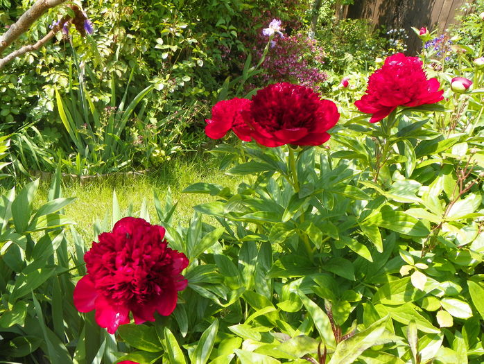 Red Charm - Bujori 2016