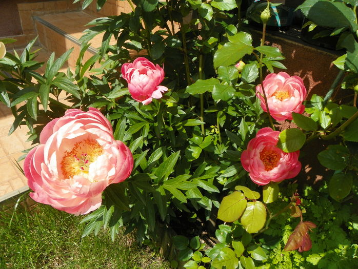 Coral Charm - Bujori 2016