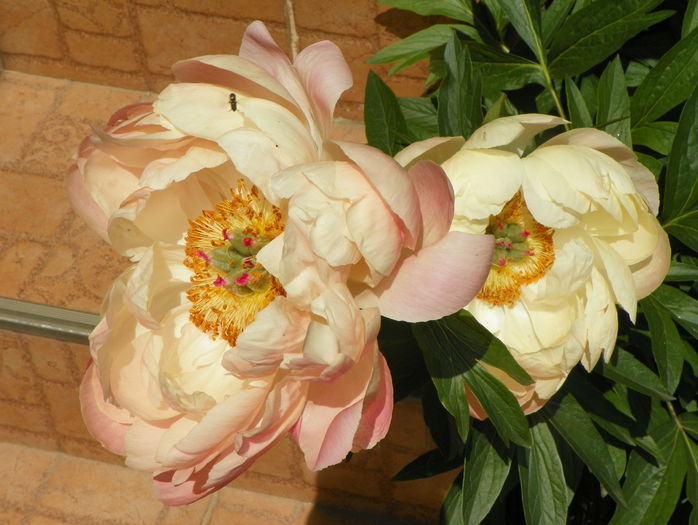 Coral Charm - Bujori 2016
