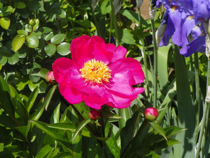 Dancing Butterfly - Bujori 2016