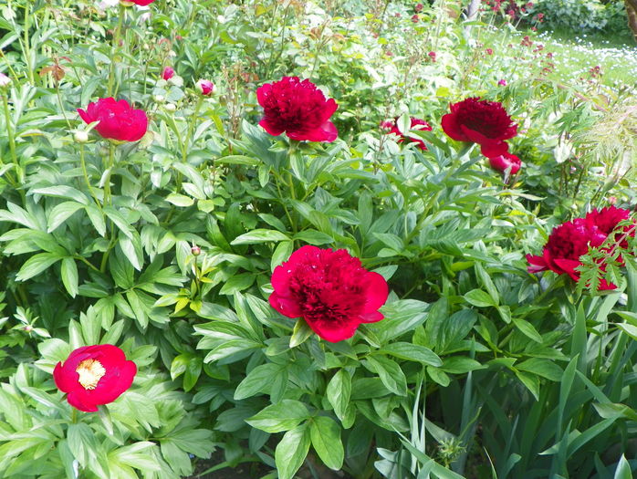 Red Charm si Scarlet o'Hara - Bujori 2016