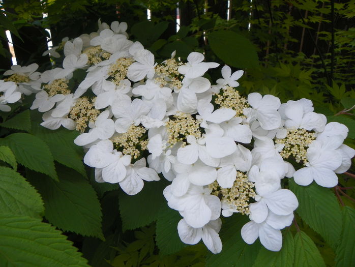 viburnum plic. Lanarth - Copacei si arbusti 2016