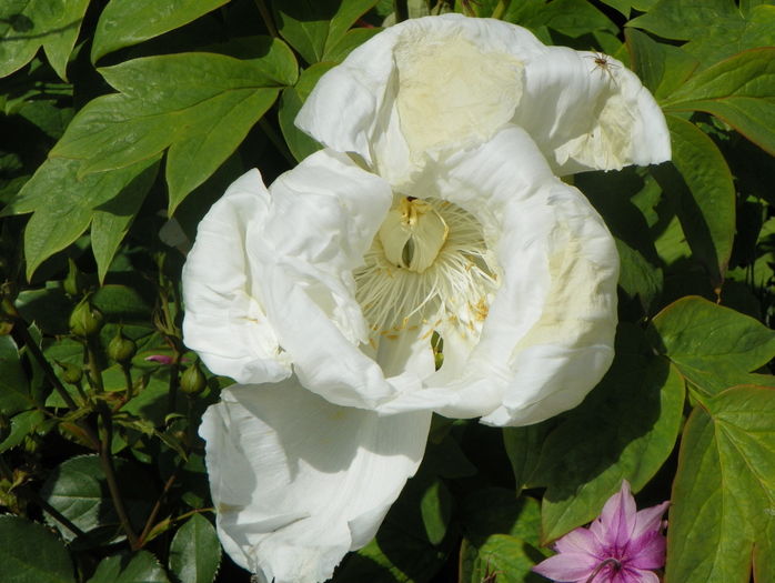 White anthesis