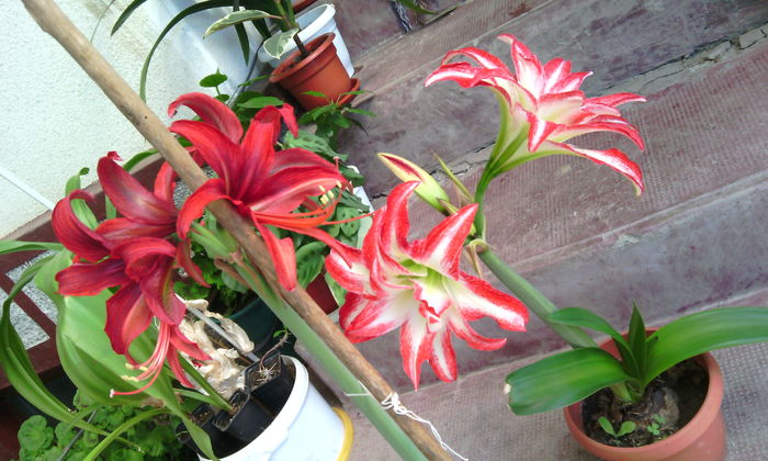 IMG_20160522_152956[1] - Amarilisii mei