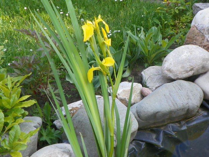 iris pseudacorus - Proiect 2015 lacul