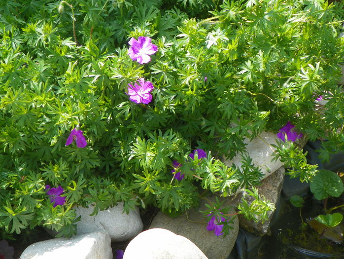 geranium Tiny Monster - Proiect 2015 lacul