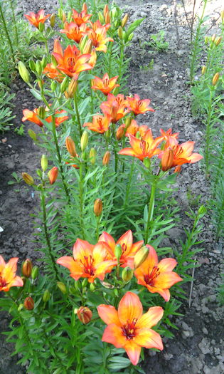 mai 2016 - crini de gradina