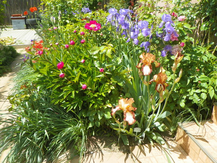 22 mai (53) - Gradina 2016