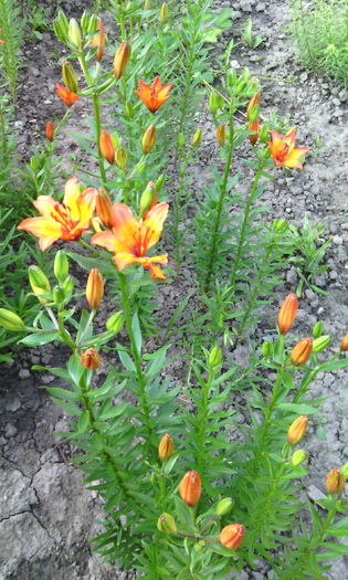 IMG_20160522_082449[1] - crini de gradina