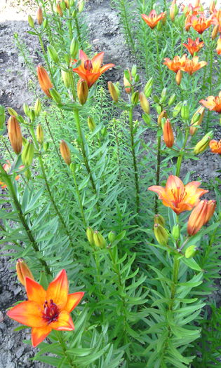 IMG_20160522_082503[1] - crini de gradina