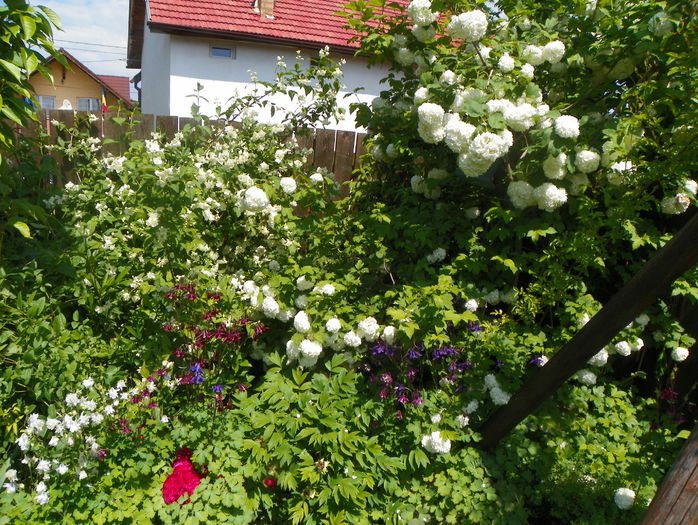 22 mai (82) - Gradina 2016