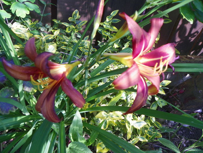 Brunette - Hemerocallis 2016