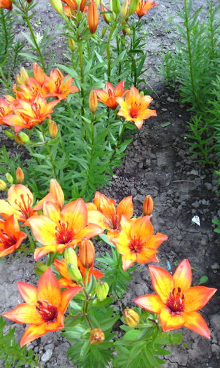 IMG_20160522_082749[1] - crini de gradina