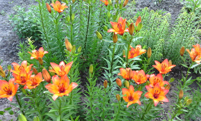 IMG_20160522_082646[1] - crini de gradina