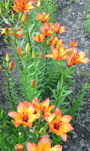 IMG_20160522_082808[1] - crini de gradina