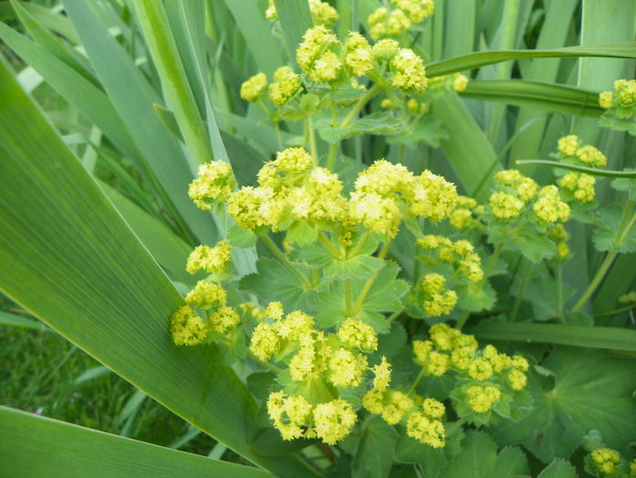 22 mai (19) - Frumoasa luna mai