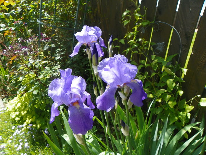 pallida