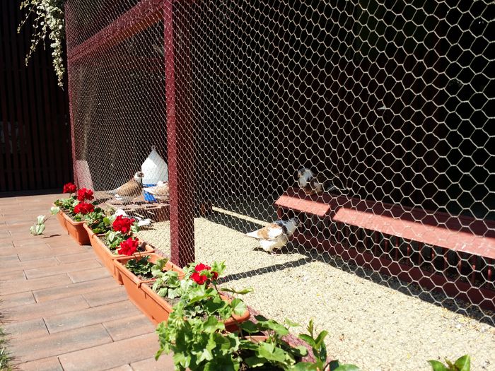 20160522_151621 - voliera si curtea americanilor