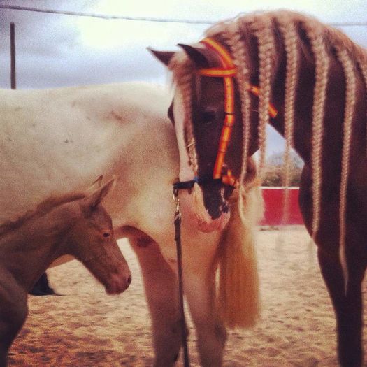 FB_IMG_1463863669170