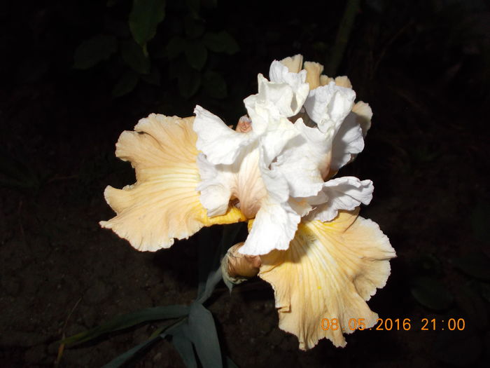 apricot frosty