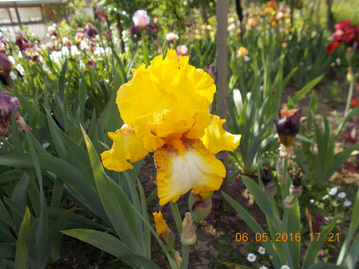 radiant apoge
